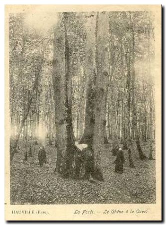 Chêne cuve